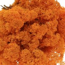Deco Moss Orange Todellinen sammal käsityöhön Kuivattu, värillinen 500g