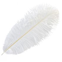 kohteita Strutsin höyhenet Exotic Decoration Valkoiset höyhenet 32-35cm 4 kpl