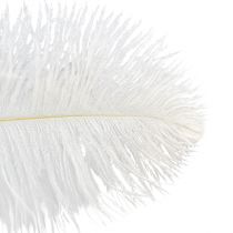 kohteita Koristeelliset strutsin höyhenet, oikeat höyhenet, valkoinen, 38-40cm, 2 kpl