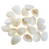 Deco Shell White Real kuoret raffia netissä deco maritime 400g