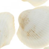 Deco Shell White Real kuoret raffia netissä deco maritime 400g