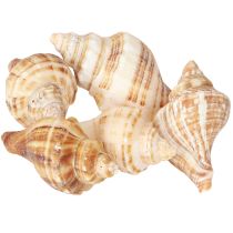 kohteita Kuoret Koriste Kermanruskea Raidallinen 3cm–8cm 300g