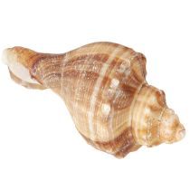 kohteita Kuoret Koriste Kermanruskea Raidallinen 3cm–8cm 300g