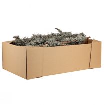 kohteita Koristeelliset oksat, harmaa sammal, jäkälän oksat, 30-60 cm, 1 kg