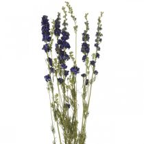 Kuivattu delphinium, kuiva kukkakauppa, delphinium blue L64cm 25g