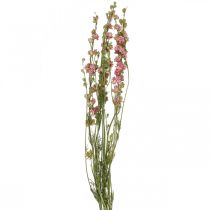 Kuivatut kukka delphinium, delphinium pink, kuivatut kukat L64cm 25g