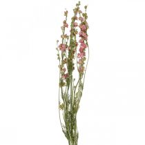 kohteita Kuivakukka delphinium, Delphinium pink, kuiva kukka L64cm 25g