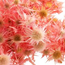 kohteita Kuivattu ohdake deco-oksa Pölyiset vaaleanpunaiset kuivatut kukat 100g