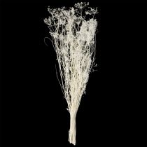 kohteita Sarjakukat (Umbellifera) Valkoinen 70-80cm 150g