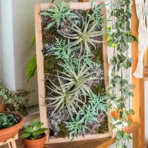Echeveria 33cm vaaleanvihreä