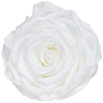 kohteita Aitoja ruusunpäitä Infinity Roses White Premium Ø8.5cm 4 kpl