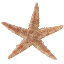 kohteita Todellinen nuori meritähti merellinen pöytäkoristelu 3,5-5cm 100 kpl