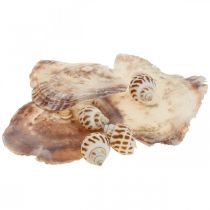Real shells etanankuoret koriste, Capiz helmiäinen kuori 400g