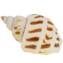 Real shells etanankuoret koriste, Capiz helmiäinen kuori 400g
