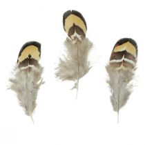 kohteita Oikeat linnun höyhenet koristehöyhenet raidalliset 3-4cm 60kpl