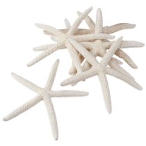 kohteita Aito meritähti luonnonkoristelu merellinen Ø16-20cm 10 kpl