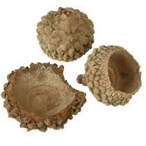 kohteita Tammenterhojen korkit, luonnonväriset koriste-tammenterhot askarteluun, 1,5 cm, 200 g