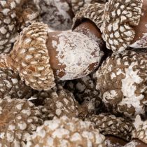 kohteita Tammenterhot, luonnontuote koristeeksi, kalkittu, 1-3 cm, 300 g
