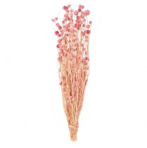 kohteita Mansikka ohdakekoriste vanha pinkki kuivatut kukat pinkki 50cm 100g
