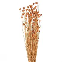 kohteita Mansikka ohdake kuivatut kukat ohdakekoriste terrakotta 68cm 100g