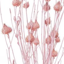 kohteita Mansikka ohdake kuiva ohdake koriste vaaleanpunainen 58cm 65g