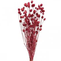 Kuivatut kukat Punainen kuiva ohdake Mansikka ohdake Värillinen 100g