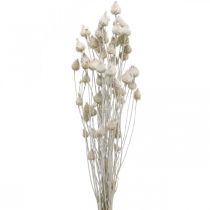 kohteita Kuivatut kukat Valkoinen kuivattu ohdake Mansikka ohdake Värillinen 100g