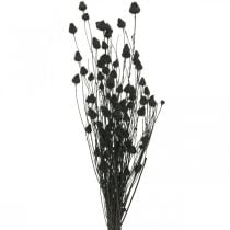 Kuivatut kukat Black Dry Thistle Mansikka Thistle 100g