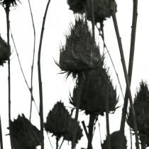 Kuivatut kukat Black Dry Thistle Mansikka Thistle 100g