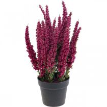 Erika purppura kanervan luuta kanervan tekokasvi H26cm