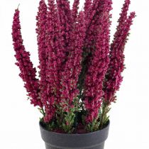 Erika purppura kanervan luuta kanervan tekokasvi H26cm