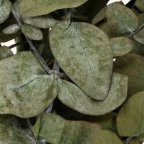 kohteita Säilötty eukalyptus koristeelliset oksat ja lehdet, pyöreät kuivatut koristeet, vihreät, 150g