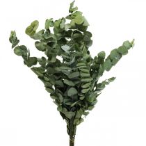 Eukalyptuksen säilötyt oksat, lehdet pyöreät vihreät 150g