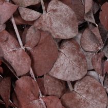 kohteita Eukalyptuksen oksia, säilöttyä eukalyptusta, kuivattuja kukkia, punainen, 75 cm, 150 g