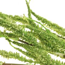 Amaranth Green Cascade Foxtail tekokasvi vihreä 95cm