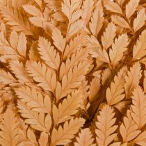 kohteita Saniaiskoristelu Oikea saniainen Fronds Oranssi Säilötyt 45cm 10 Kpl