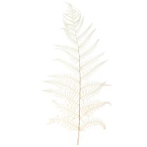kohteita Saniaisen lehdet Valkoinen saniainen kuivattu valkaistu 50cm 10 kpl