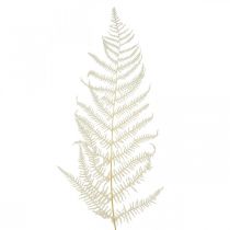 Saniaisen lehdet Valkoinen saniainen kuivattu valkaistu 50cm 10p