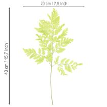 kohteita Saniaiset: Säilötty, korkealaatuinen luonnonmateriaali kestäviin sisustusprojekteihin, 40 cm, 10 kpl