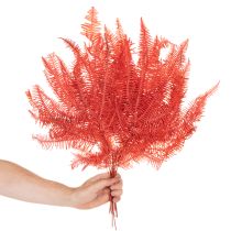 kohteita Saniaiset, kuivatut, säilötyt kukat, syyskoristeet, 60 cm, 10 kpl