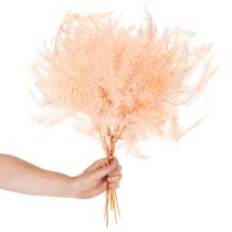 kohteita Kuivattuja saniaisia, saniaisten koriste maljakoihin, 60 cm, 10 kpl