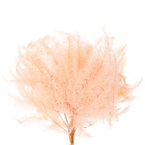 kohteita Kuivattuja saniaisia, saniaisten koriste maljakoihin, 60 cm, 10 kpl