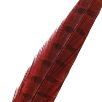 kohteita Fasaanihöyhenet Punaiset Oikeat höyhenet Koriste Viini Punainen 35-45cm 9 kpl