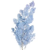 kohteita Höyhenparsa Parsa Dry Decoration Vaaleansininen 55-70cm 100g
