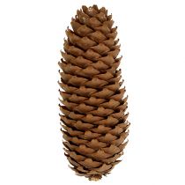 Kuusenkäpyjä luonnon 5kg käpyjä