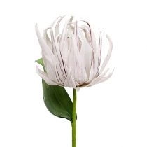 Vaahtokukka valkoinen, violetti 12cm L30cm 1p