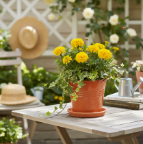 kohteita Koristeellinen metallinen ämpäri/istutusastia, oranssinruskea, Ø16cm, K14.5cm, 1.6L