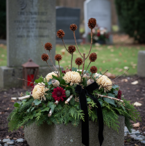 kohteita Glabrum Leucospermum -kuivakukat 25-40cm 25 kpl