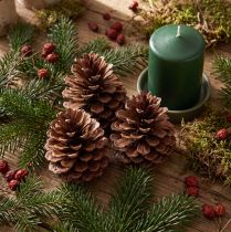 kohteita Käpyjä (Pinus maritima), merimännyn käpyjä, koristeellisia, 12-13 cm, 3 kpl