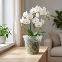 kohteita Muovinen ruukku “Irys” läpinäkyvä Ø17cm 1 kpl
